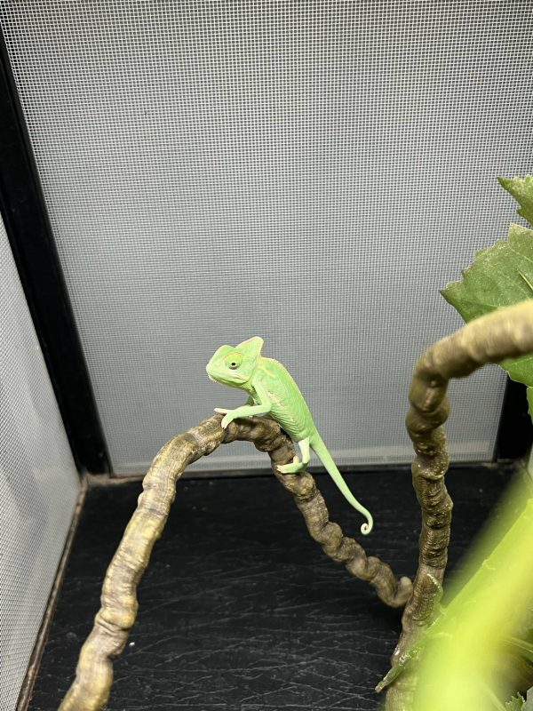 高冠變色龍