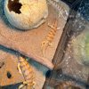 2 砂魚蜥