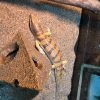 3 砂魚蜥