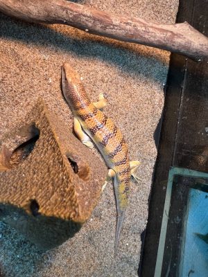 砂魚蜥
