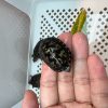 白唇泥龜