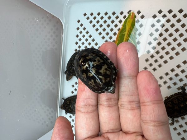 白唇泥龜