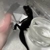 極品黑夜S01