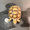 5 蘇卡達象龜