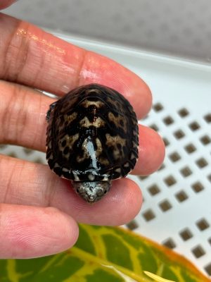 白唇泥龜