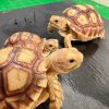 7 蘇卡達象龜