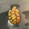9 蘇卡達象龜