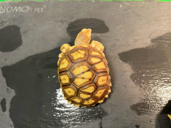 9 蘇卡達象龜