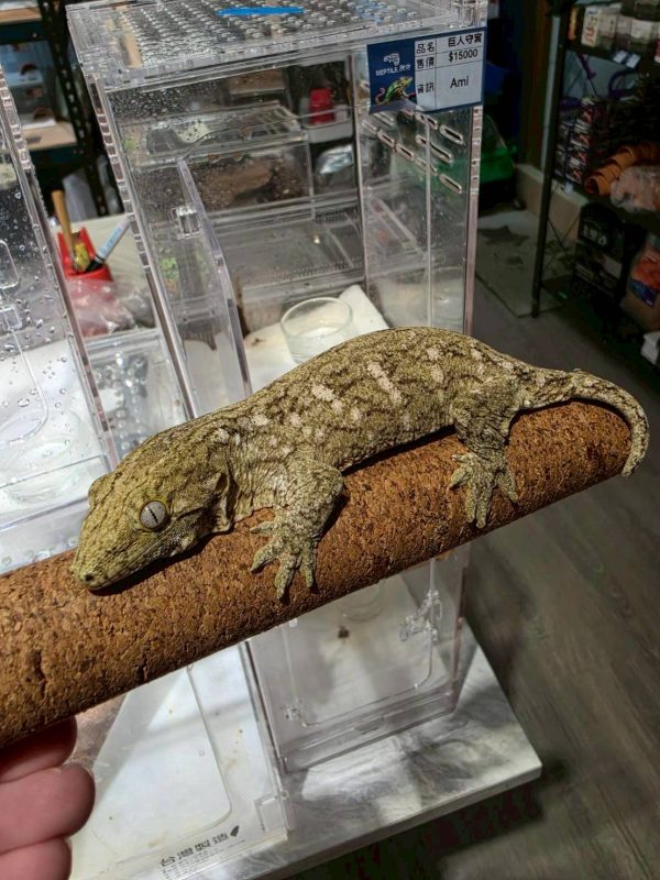 AMI巨人