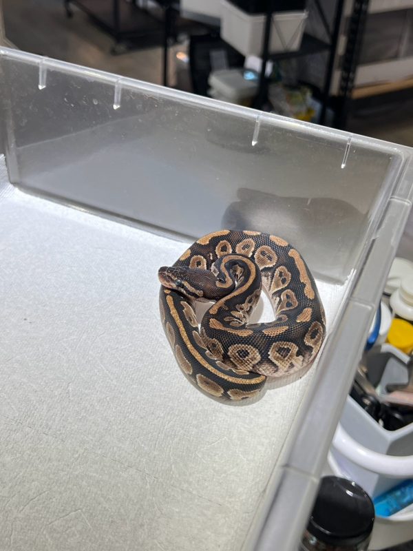 球蟒