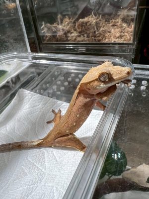 B09睫角莉莉白