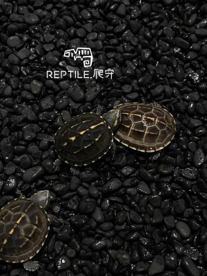 卡羅萊納鑽紋 中花