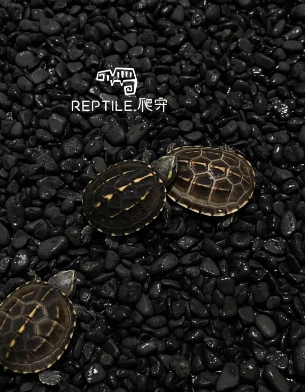 果核龜