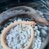 3 D25白化超級康達