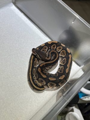 球蟒