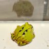 3 F09綠霸王
