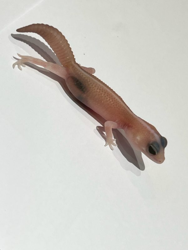 A18橘白無紋