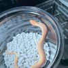 5 D23白化超級康達
