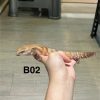 北部藍舌