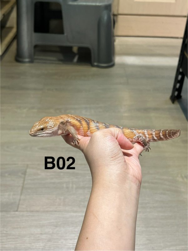 北部藍舌