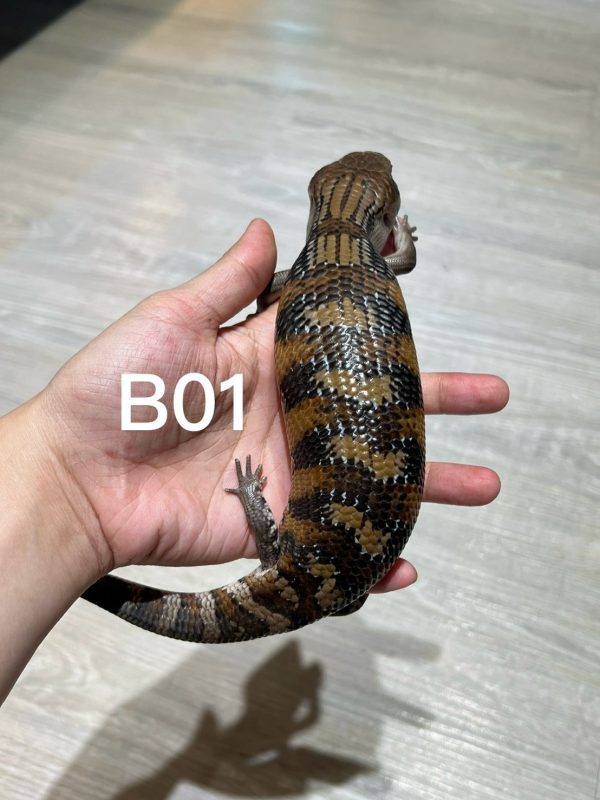 北部藍舌