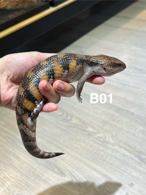 北部藍舌
