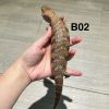 北部藍舌