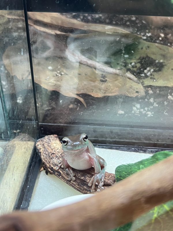 藍老爺樹蛙