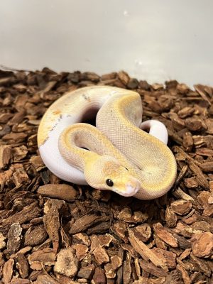 淡彩香檳帶派