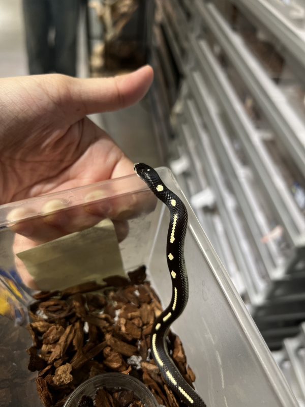 直線王蛇