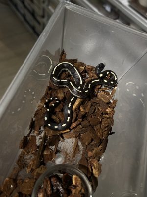 直線王蛇